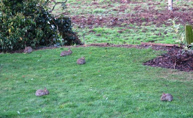 Five baby rabbits (1)
