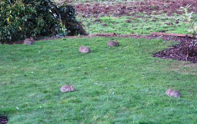 Five baby rabbits (2)